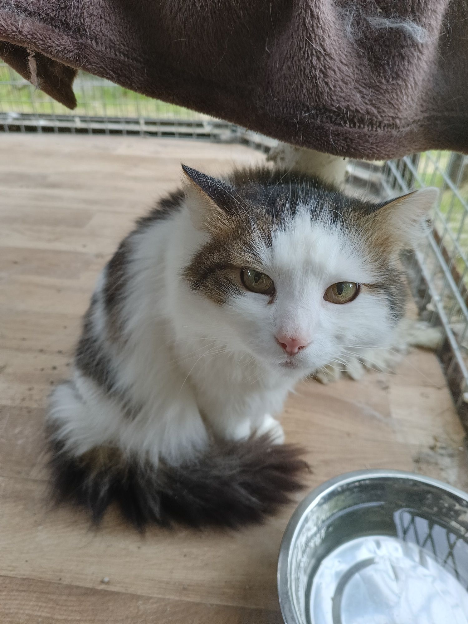 Kot do adopcji. Ricky. Oddam kota.