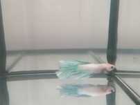 Bettas machos diversos
