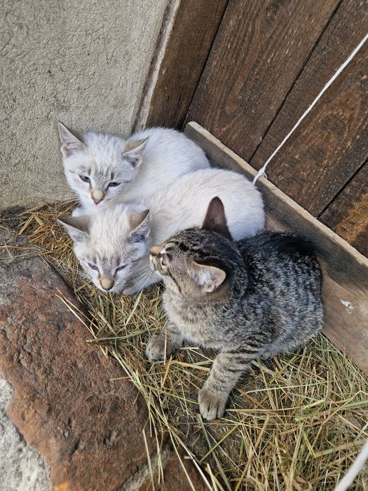 Oddam 3 koty 2 biał 1 szary