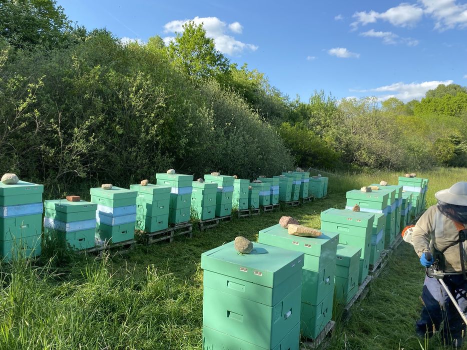 Przezimowane odkłady pszczele 6 ramkowe wielkopolskie