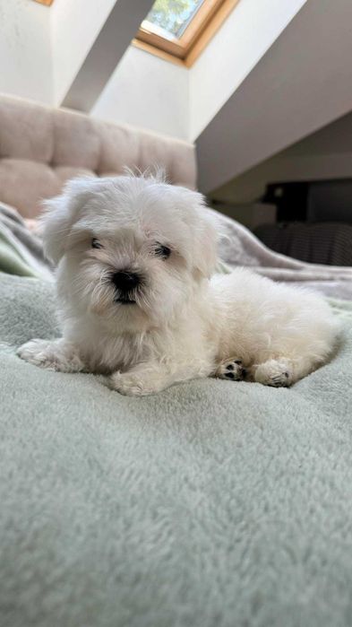 Mini Piesek Maltańczyk z Rodowodem 2kg