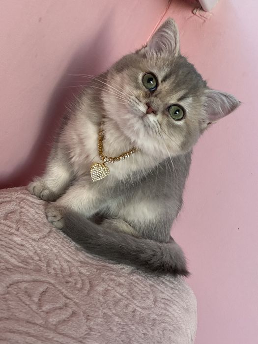 Золотая шиншилла