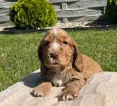 Piesek Cocker Spaniel Angielski