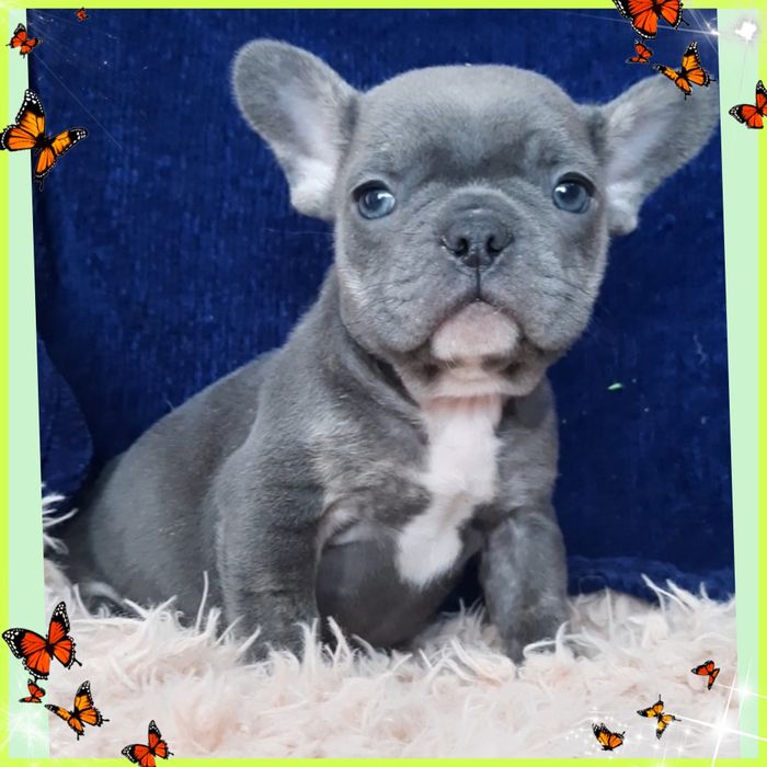 Фантастичне цуценятко