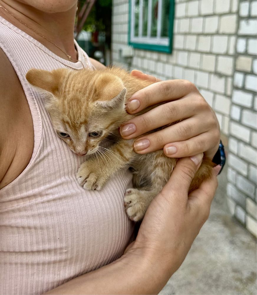 Віддам безкоштовно котиків