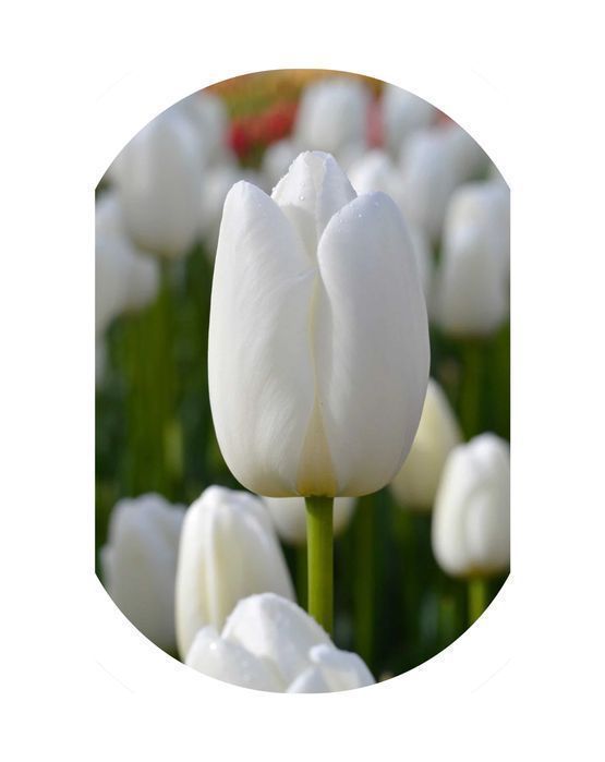 Cebulki TULIPANÓW Tulipan zestaw mix mieszanka Tulipany KWIATY
