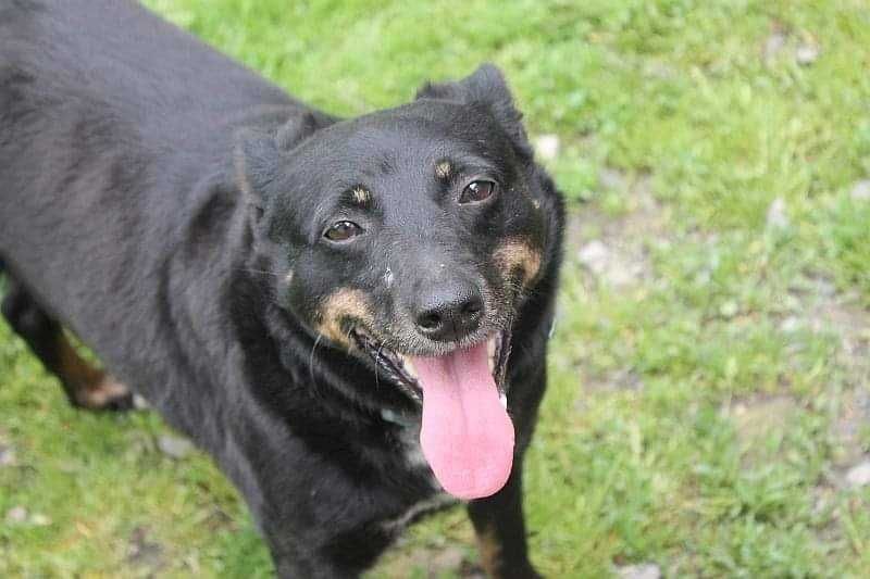 Sami, do adopcji!