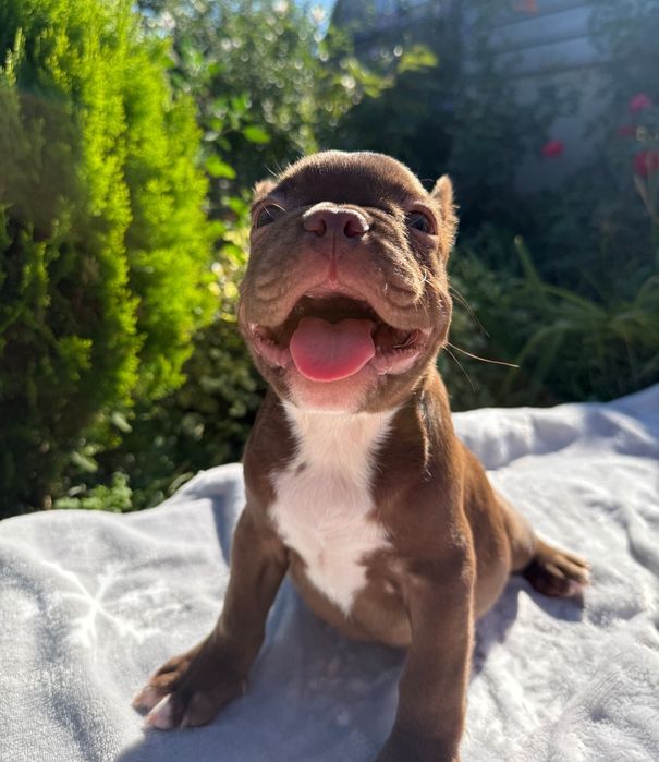 Ваше шоколадное счастье