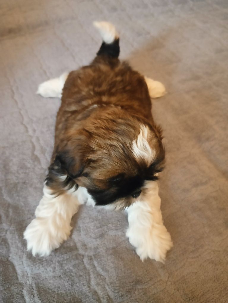 Szczeniak Shih tzu