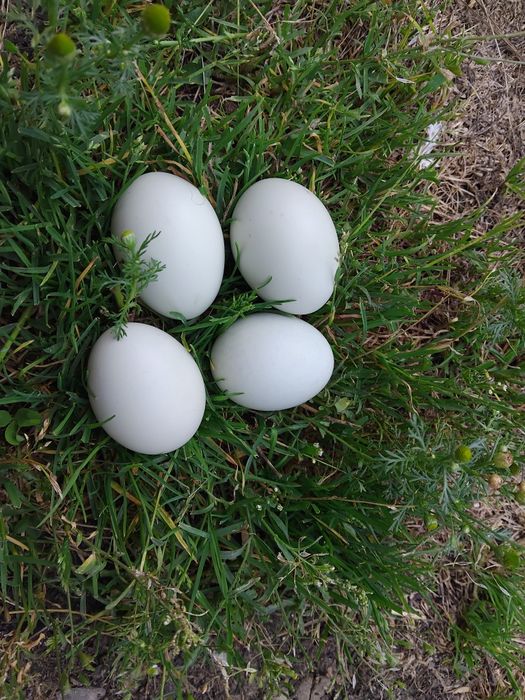 Sprzedam jajka seramy lęgowe