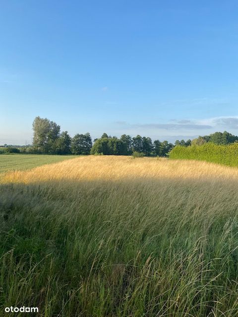 Konarzew gm. Zduny 6000m2. Możliwa zamiana