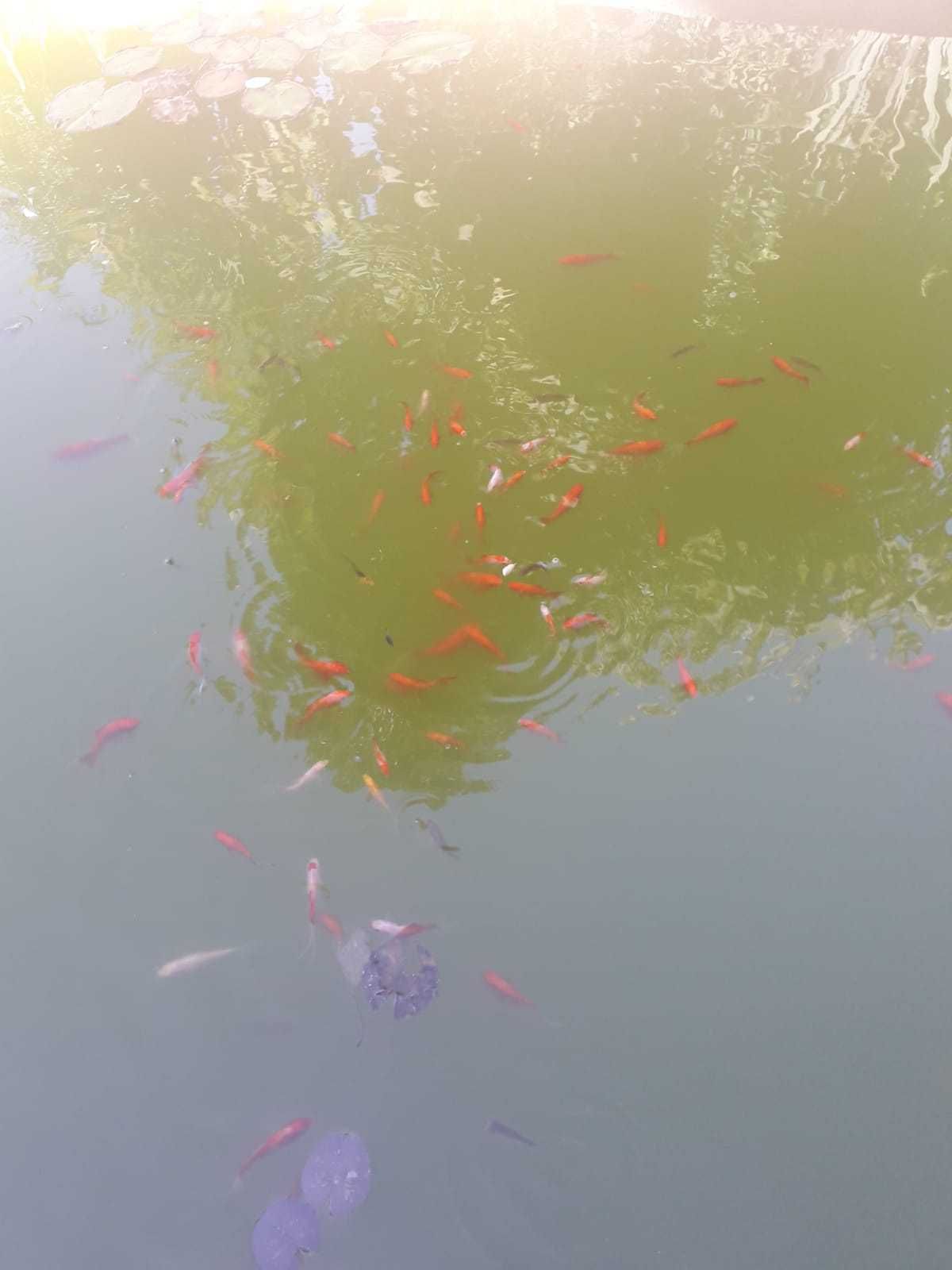 Peixes vermelho de aquario, cometa