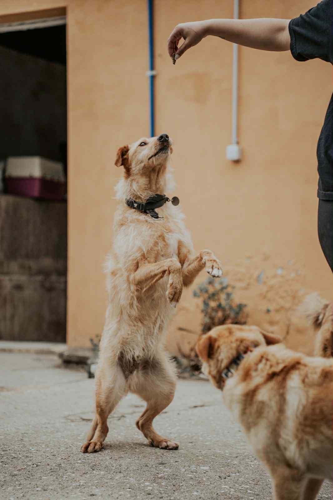 Nicolau, merece ele ficar para sempre sozinho ? Atreve te e conhece o