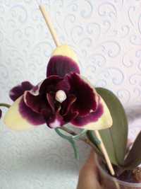 Продам орхидею пелор