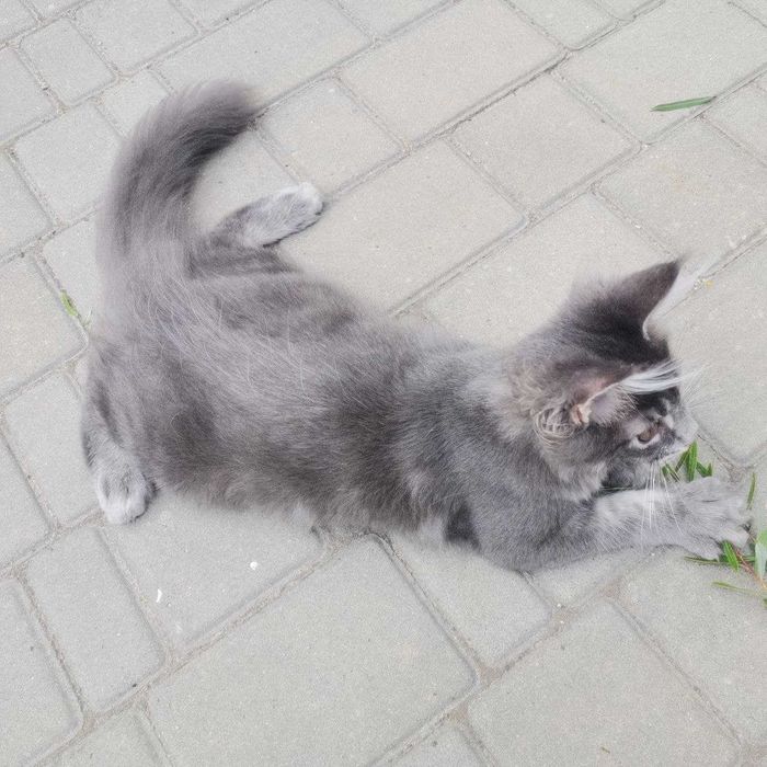 Кошеня  Мейн-кун