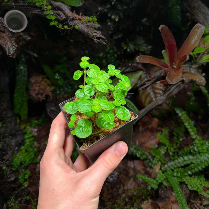 Rośliny do Terrarium Tropikalne Paludarium UNIKATY