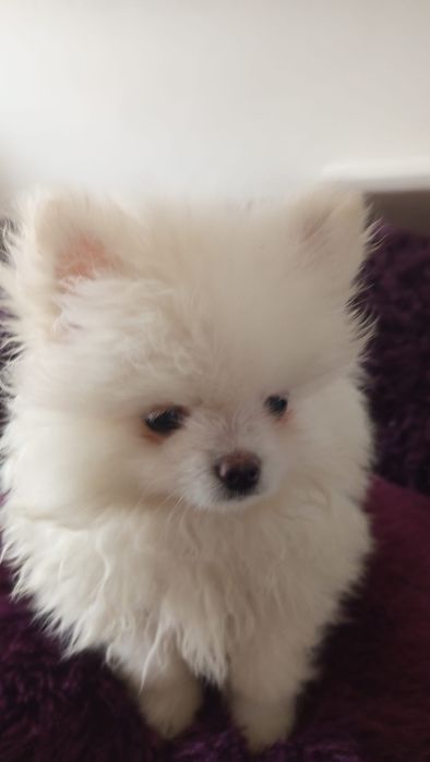 Szpic miniaturowy śliczna suczka