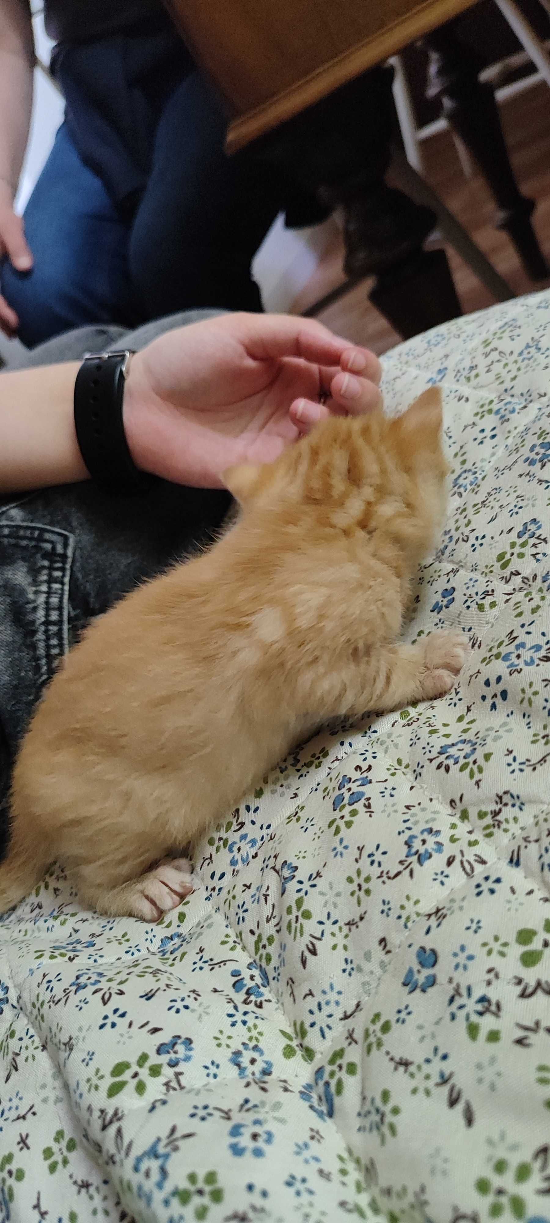 Rudy kotek do adopcji