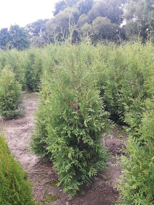Thuja Brabant! Tuja, tuje! 200,220,240,250,300 cm! Dostawa! Sadzimy!