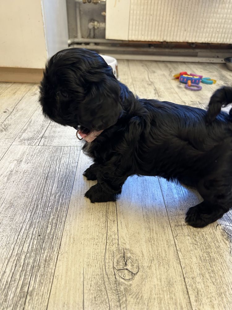 Szczeniak Shihtzu