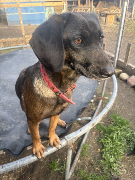 Slodkie misie oddam za darmo