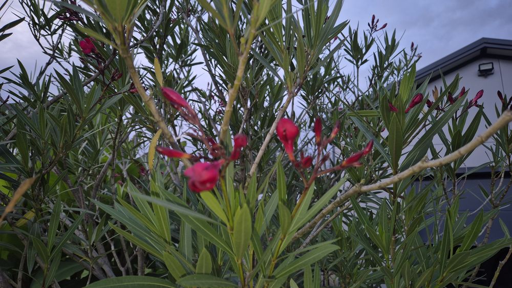 Oleander duże drzewko