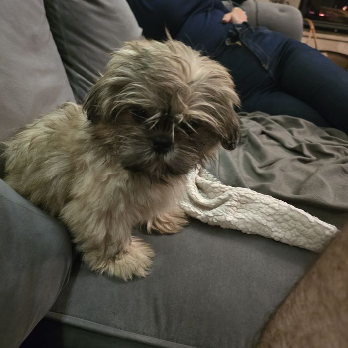Shih tzu szczeniaczek