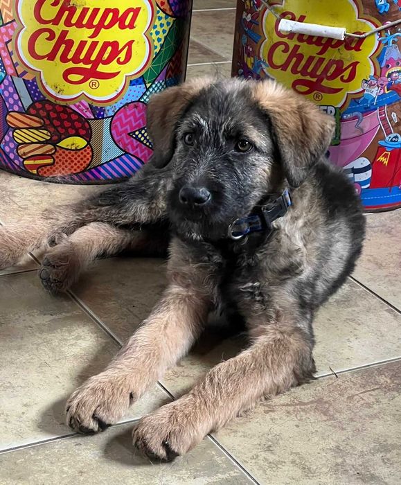 Szczeniak szuka domu