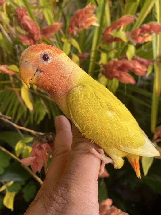 Agapornis domesticado -grande oportunidade