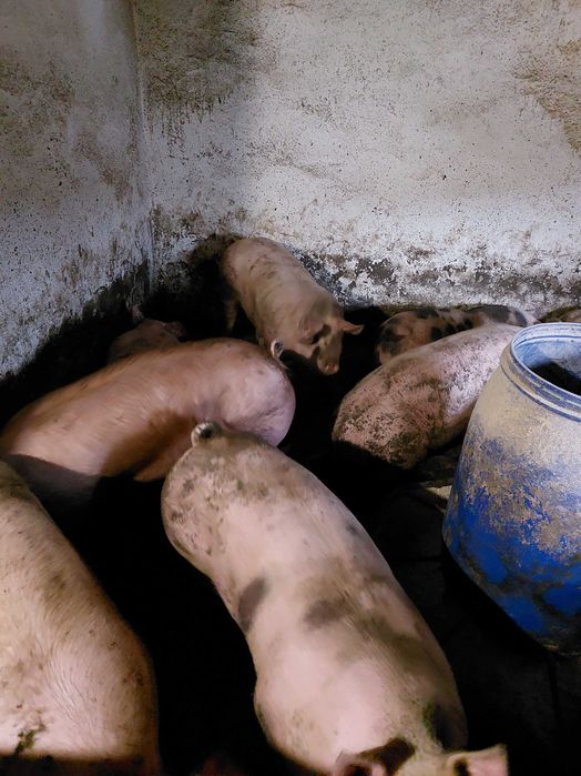 Продам свиней живою та битою вагою