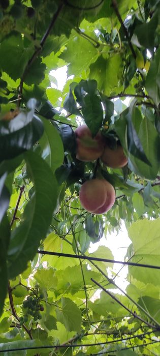 Дім/будинок/хата в с. Літки (біля м. Деражня)