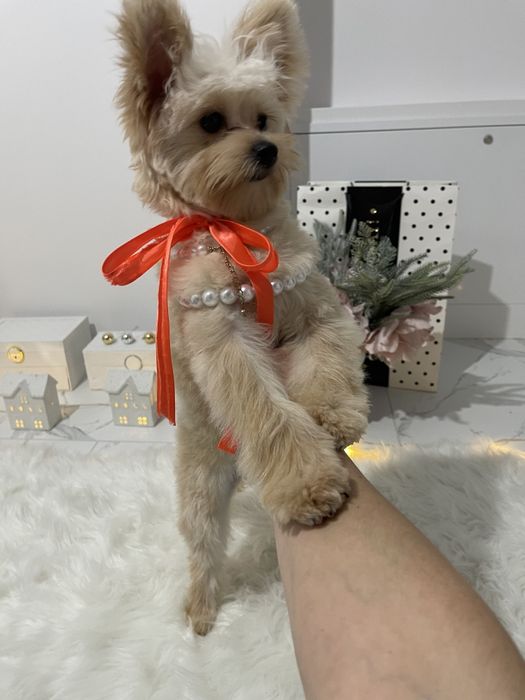 Наймиліші Помапу  експортний рівень якості!