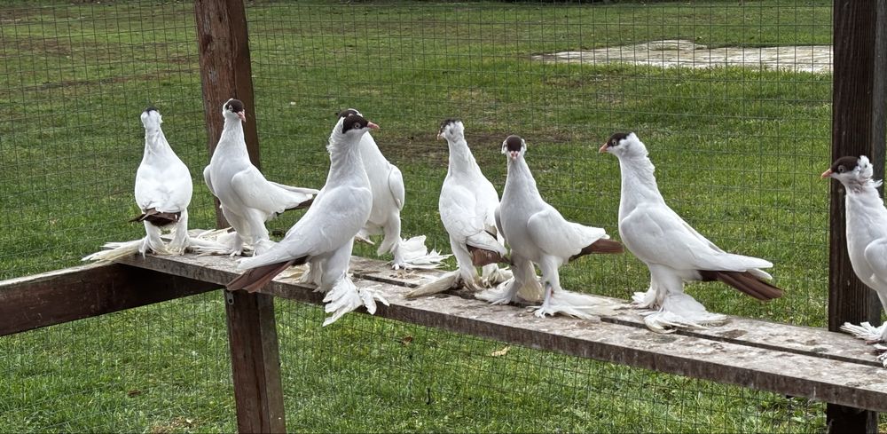 Krymek Polski Czerwony