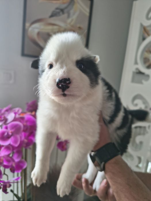 Atena łajka jakucka FCI metryka chip umowa wyprawka