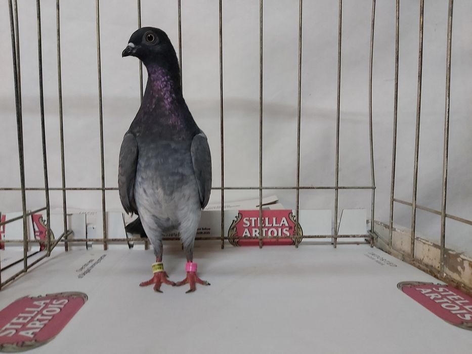 Gołębie Deresz Deresze