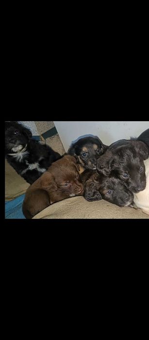 Szczeniaki do oddania