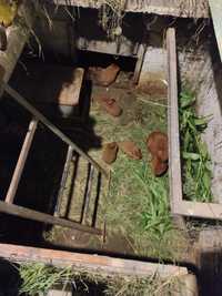 Продам кроликов породы новозеландский красный