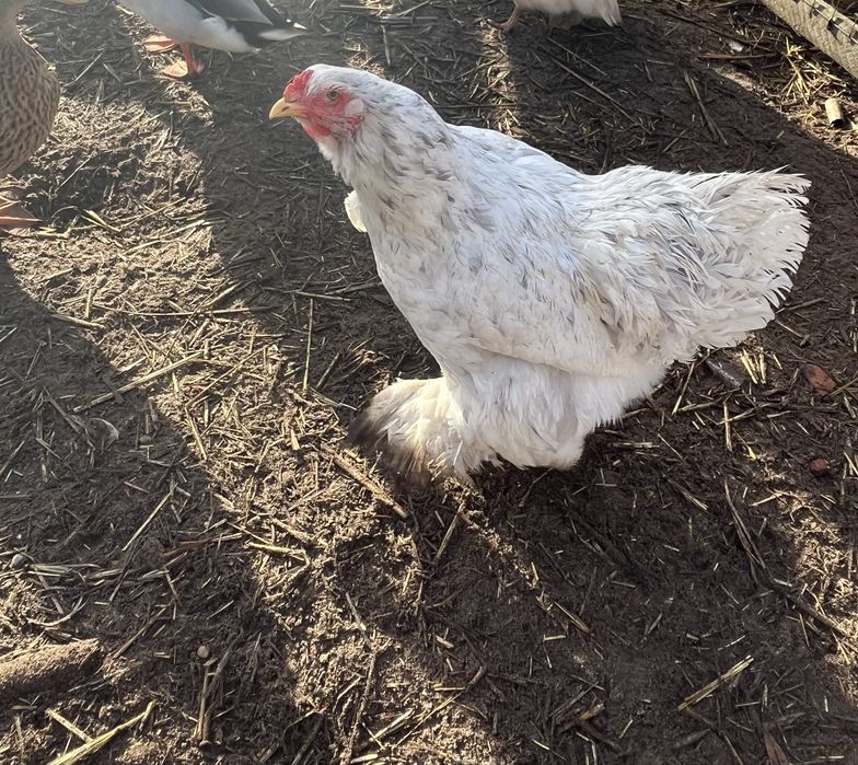 Duas femeas brahma splash