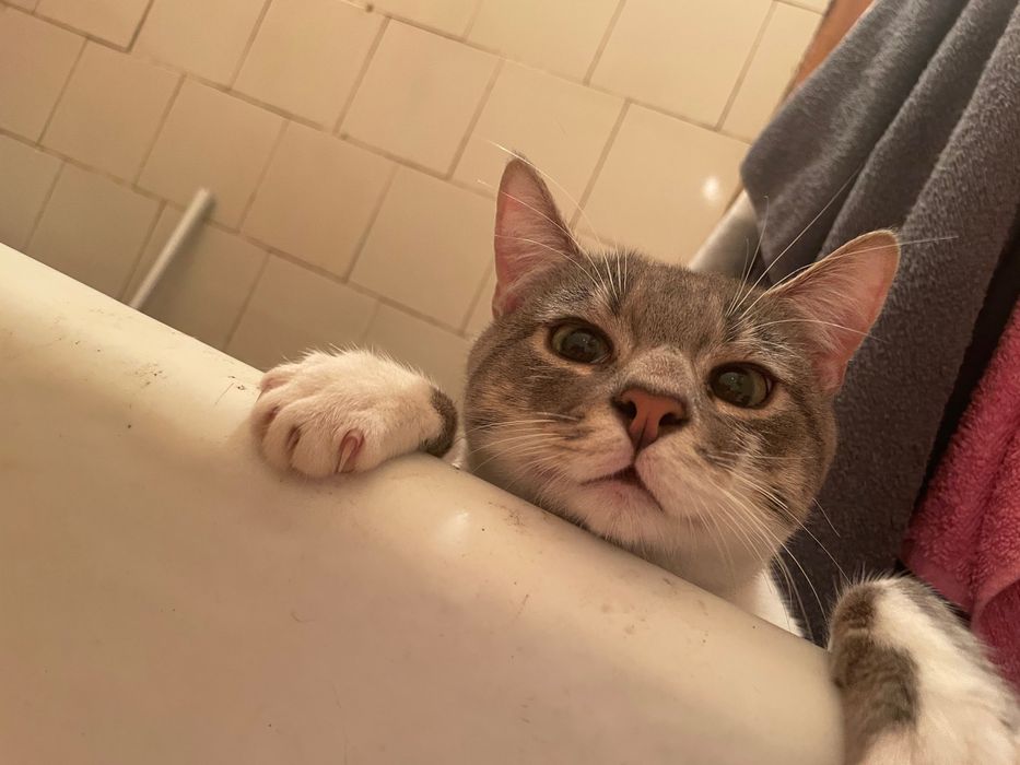 Котик, 1 рік терміново