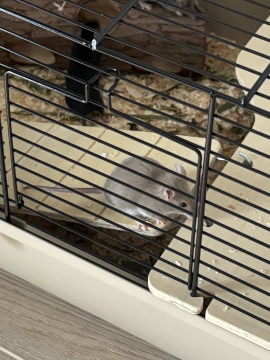 Mala japonska myszka