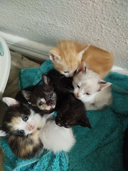 Tenho 6 gatos para dar. 2 machos e 4 fêmeas