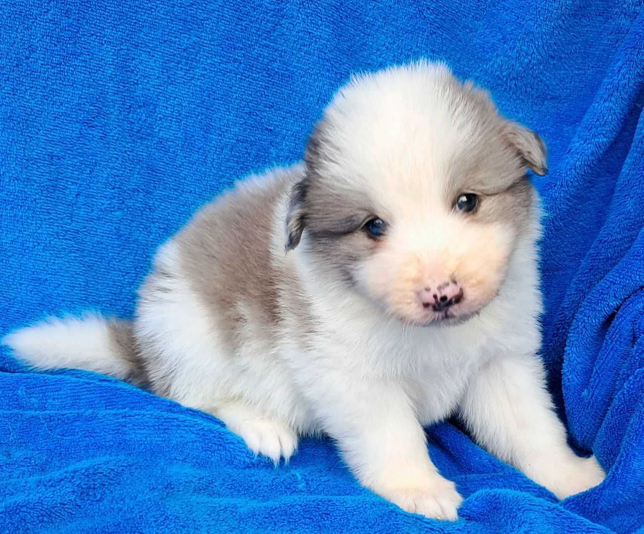 *Border Collie* niebieskooki piesek o wyjątkowej urodzie