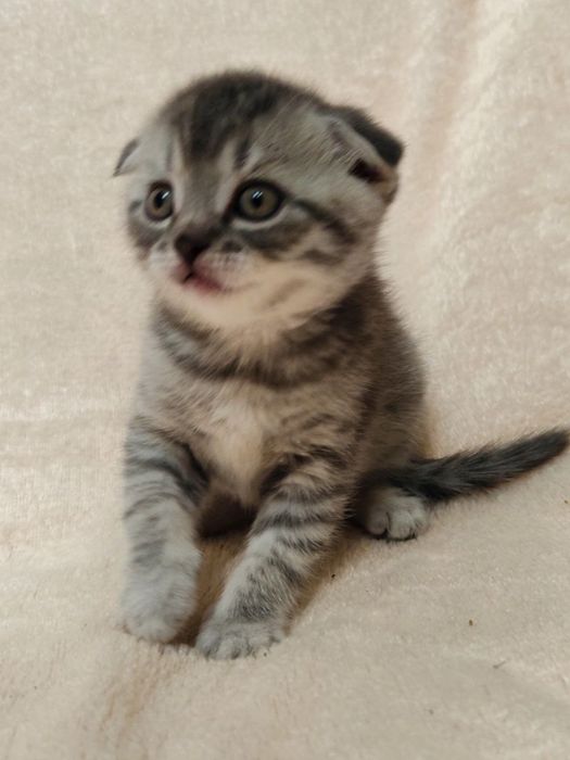 Кошенята Scottish fold/ striaht.