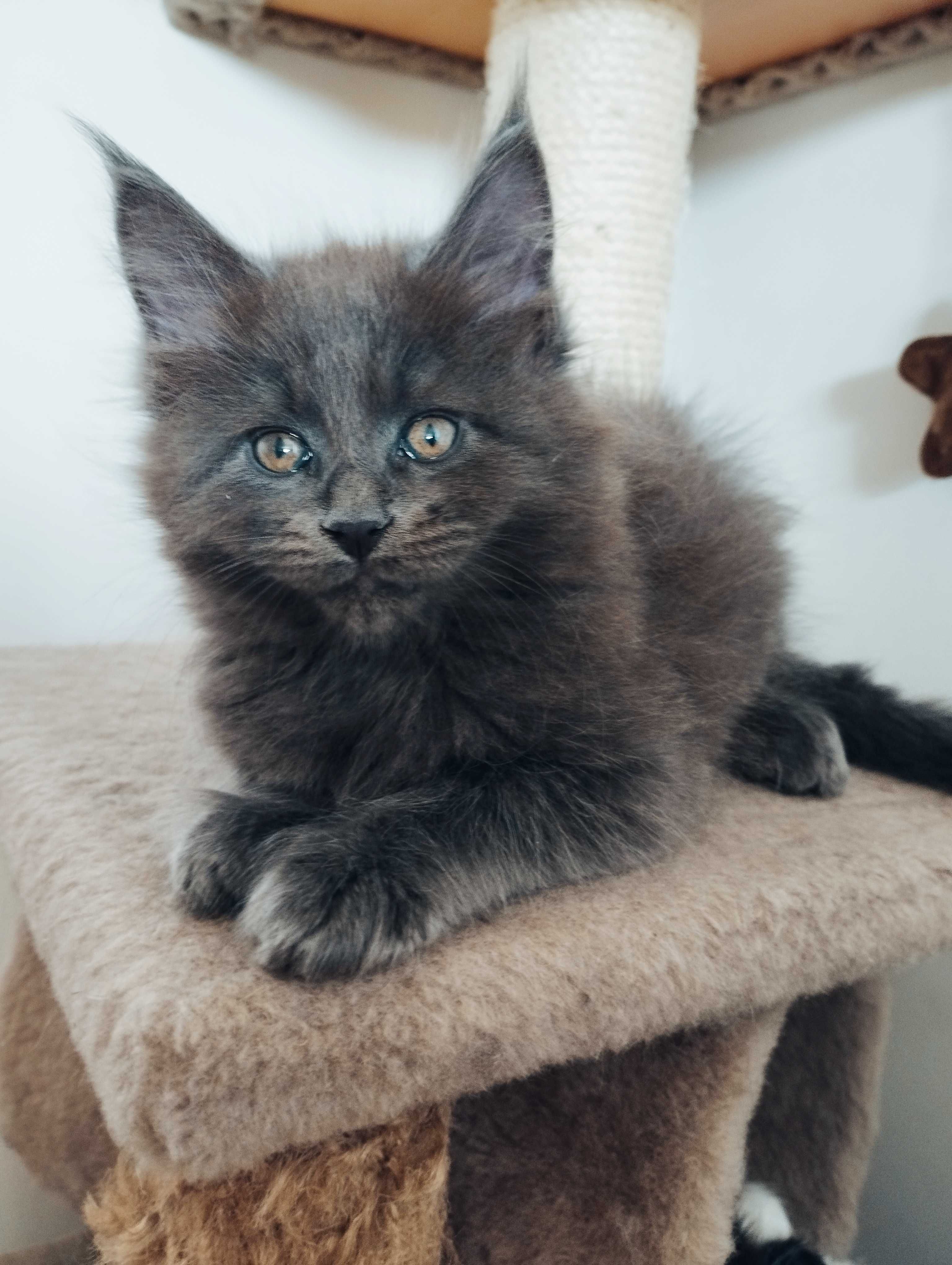 Maine coon kocurek