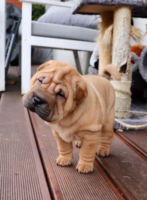 Shar pei szczenię z rodowodem ZKWP FCI