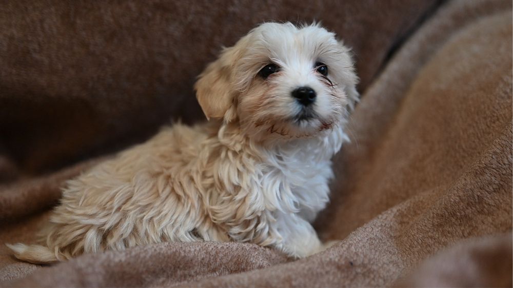 Szczeniak maltipoo
