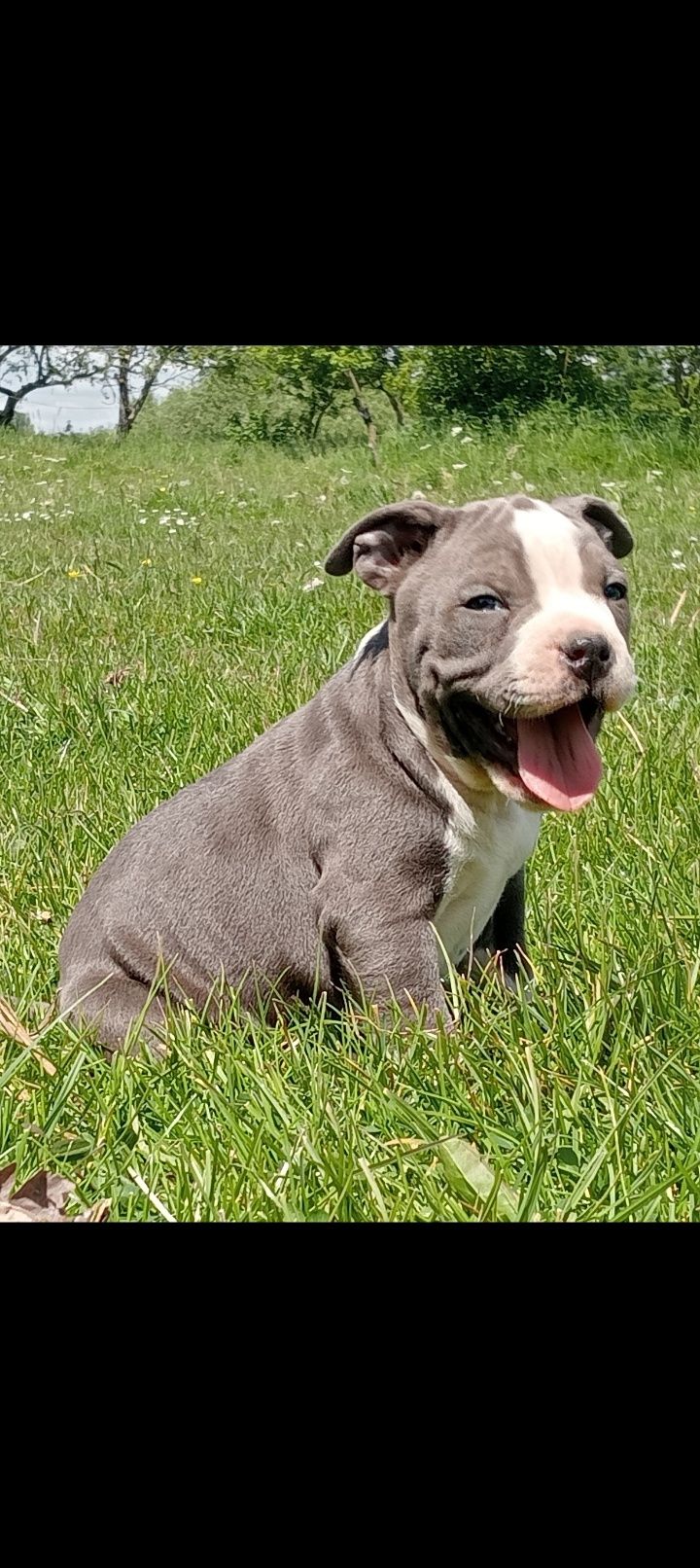 Amstaff blue chłopaki