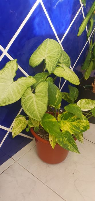 Duas Plantas lindas e saudaveis