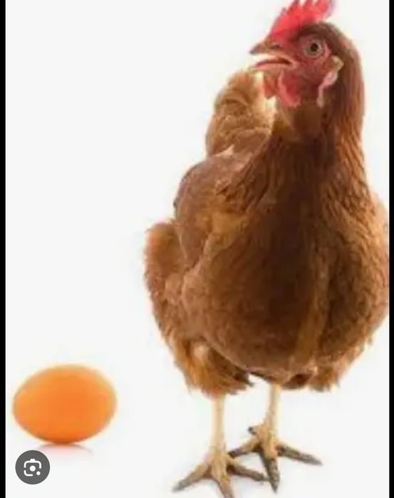 Яйце на інкубацію