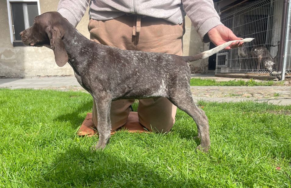 Wyżeł niemiecki - szczenię ZkwP gotowy do odbioru